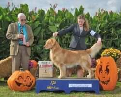 Int'l CH/UKC CH Ruffwater Carolina Beach Cruiser RI CA DJ DS CGCA CGCU TKP CCA