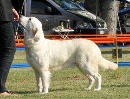 Champion Fenpinque Pradaspelle at Savannalands