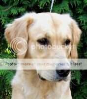 Intl. CH Goldfeathers Sirius Dreamer