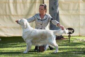 Aust Ch Chaleur Catwalk Aust Ch Chaleur Catwalk