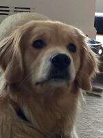 Powderhorn Yakety Yak Don't Bark Back