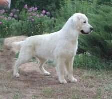 JRUS CH, JCLUB CH, GRAND RUS CH, 4xCLUB CH Rus Pekos Montana JRUS CH, JCLUB CH, GRAND RUS CH, 4xCLUB CH Rus Pekos Montana