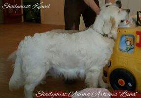 Shadymist Anima Artemis