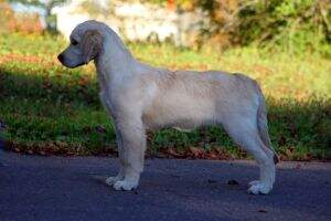 CkC CH, CFC CH Backroad DiAmore Dream CkC CH, CFC CH Backroad DiAmore Dream