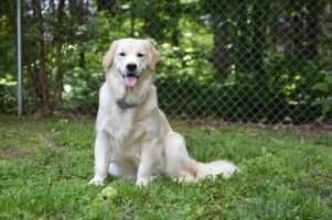 Earlys Sweet Abygale Golden Breeze CGCA