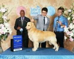 KOR CH Fajo Dreams Maker Starmvp Kennel KOR CH Fajo Dreams Maker Starmvp Kennel