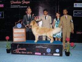 Ina CH. Golden King Ferrari Girl
