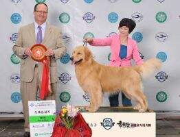 CN.CH Tiger of superstar kennel