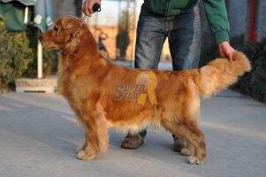 Fendi of Everpop Kennel