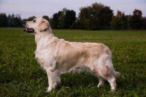 Pinkerly Elizabeth Bennet Giovane Promessa ENCI