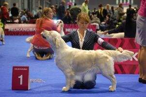 European Winner 2014 Ita Ita CH. Love is here to stay at Pinkerly
