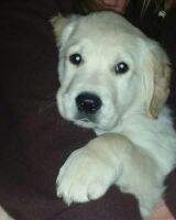 Denali Legend's Celtic Thunder