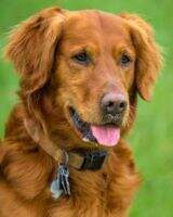 Mioak's Best Buddy Boy ***