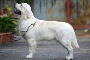 Serendipity Dog Gilbert