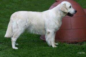Chestnut Court's Golden Eddy Wind Adele Chestnut Court's Golden Eddy Wind Adele