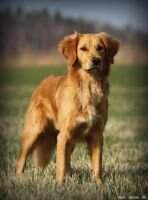 Huntingfudges A Golden Hunter