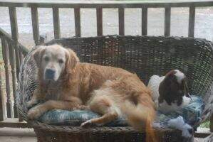 Sir Rocco Polo Ek Sir Rocco Polo Ek