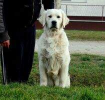 Mne J Ch / Ser J Ch Golden Romance Dutch Storm Mne J Ch / Ser J Ch Golden Romance Dutch Storm