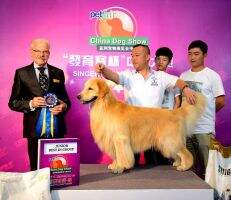CH Xammy Cke Of Jinse Kennel