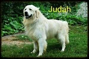 Mast's Judah English Cream Mast's Judah English Cream