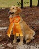 SHR Sunfire Allegretto of High Farms CCA