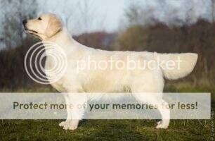 Valentina v/d Corner Brook LJK NJK