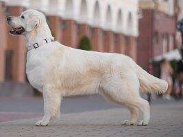 Kz CH RUS CACIB Tomiriel Charming Pearl