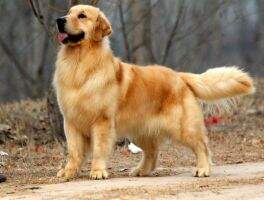 CN CH Jans Metheus Of Jie Xi Zhang Gui Kennel