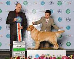CN CH Golden Brothers Chinese Beauty