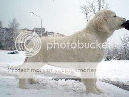Sky Pride Melissa