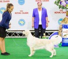 GRCHUA Ch UA MOL BES MOL MOL BES JGrChMOL Noble Pearl iz Stolitsy Urala CQ`16 CH UKU BBB GRCHUA Ch UA MOL BES MOL MOL BES JGrChMOL Noble Pearl iz Stolitsy Urala CQ`16 CH UKU BBB