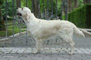 Swiss Champion, Swiss Show Champion, Swiss Club Champion, Swiss Veteranen Champion Golden Go-Getters Ebony Eyes