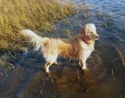 Magicshades Little Lady Jessie