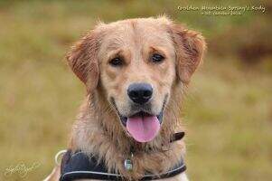 Golden Mountain Spring's Kody