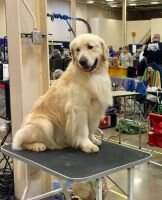 UKC CH Colebrook Opk's Kodachromeo CGCA CGCU TKA UKC CH Colebrook Opk's Kodachromeo CGCA CGCU TKA