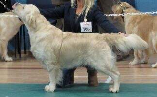 Fenpinque Romeo