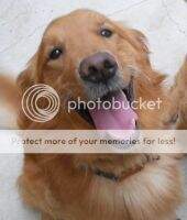 Sir Barks Alot Of Belfair