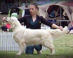 , JClub Winner PEARL FROM HAPPY COMPANY Crufts Qualification
