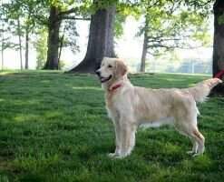 Cindy Of Friendly Goldens