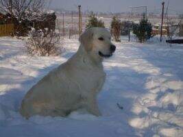 Evidog JENNIFER
