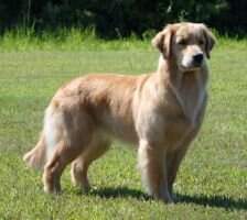 UKC CH Leongolden's The Seven Ravens At AutumnLake