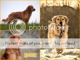 HRCH Goldngun 1DrDogs Knock'm Over CND-CD WCI AKC BN CCA