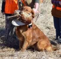 Lish's Rusty Red Feather Collector Lish's Rusty Red Feather Collector