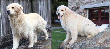 Teddys Dog Of Chester Teddys Dog Of Chester