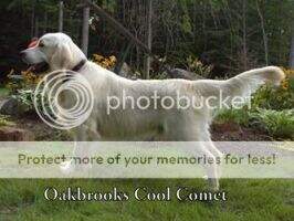 Oakbrook's Cool Comet
