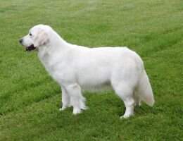 Rousey's Golden Piper