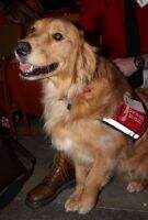 Maywood's Marino SERVICE DOG