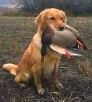 Tidewaters Git R Done Daisy