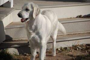Sheena Sue Kubic Sheena Sue Kubic