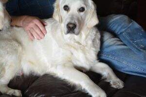 Lil Bit-O-Golden's Allie Lil Bit-O-Golden's Allie